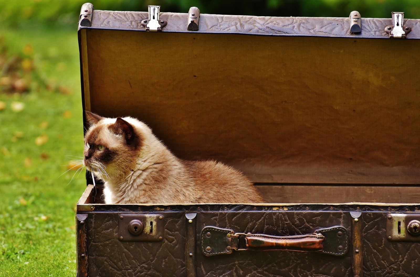 transporteur pour chat