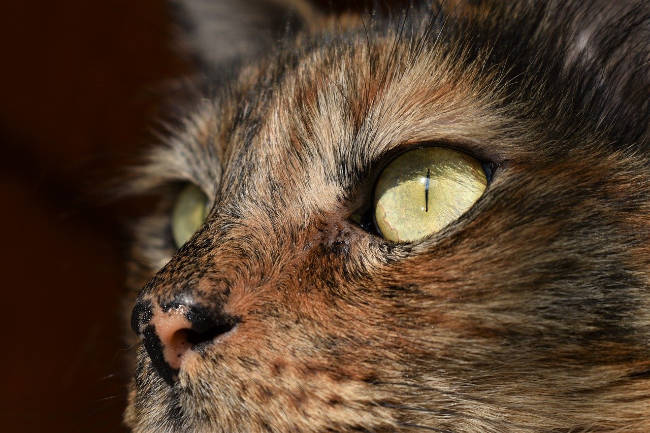 Los ojos de un gato