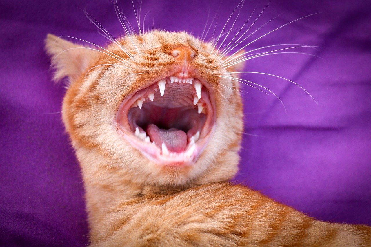 Problemas dentales del gato