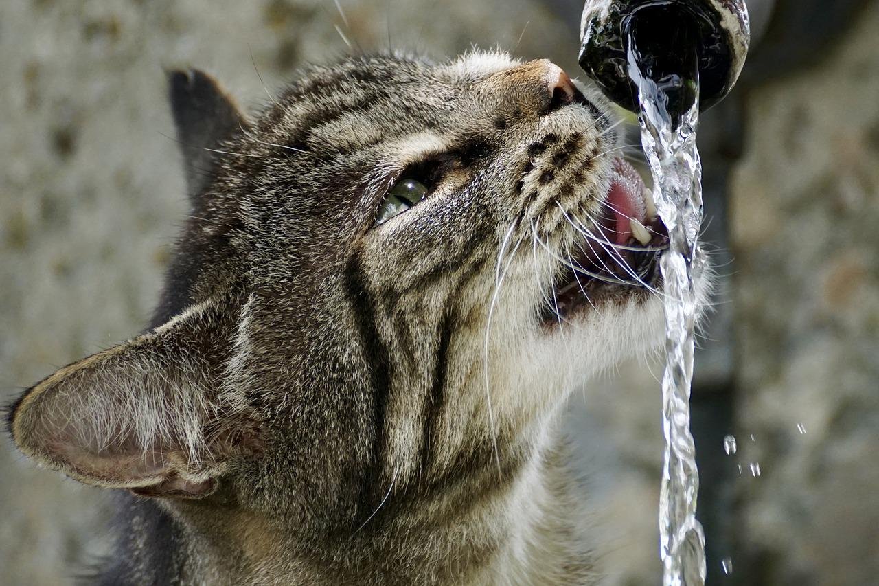 fontaine pour chat