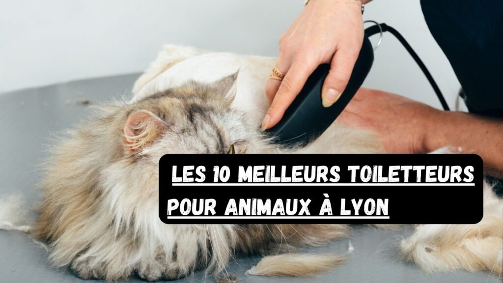 toiletteur pour chat à Lyon