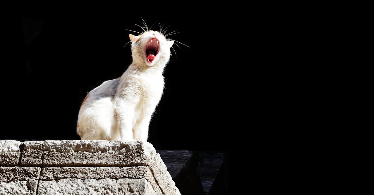comportement du chat : tout ce que vous devez savoir sur le comportement félin et les signaux que votre chat vous envoie.