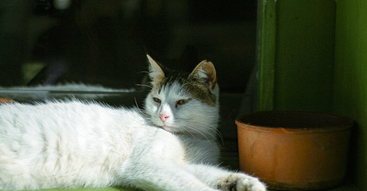 découvrez tout sur le chat balinais, une race élégante et gracieuse originaire de thaïlande, reconnue pour son tempérament affectueux et joueur.