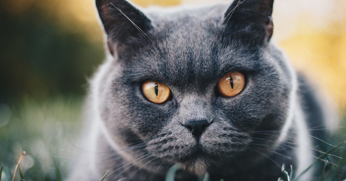 découvrez tout ce qu'il faut savoir sur la race de chat british shorthair, ses origines, son caractère et ses particularités.