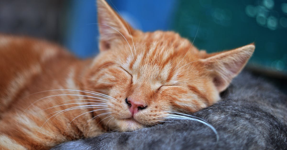 découvrez pourquoi les chats dorment autant et apprenez comment offrir un sommeil confortable à votre chat dans notre article sur le sommeil des chats.