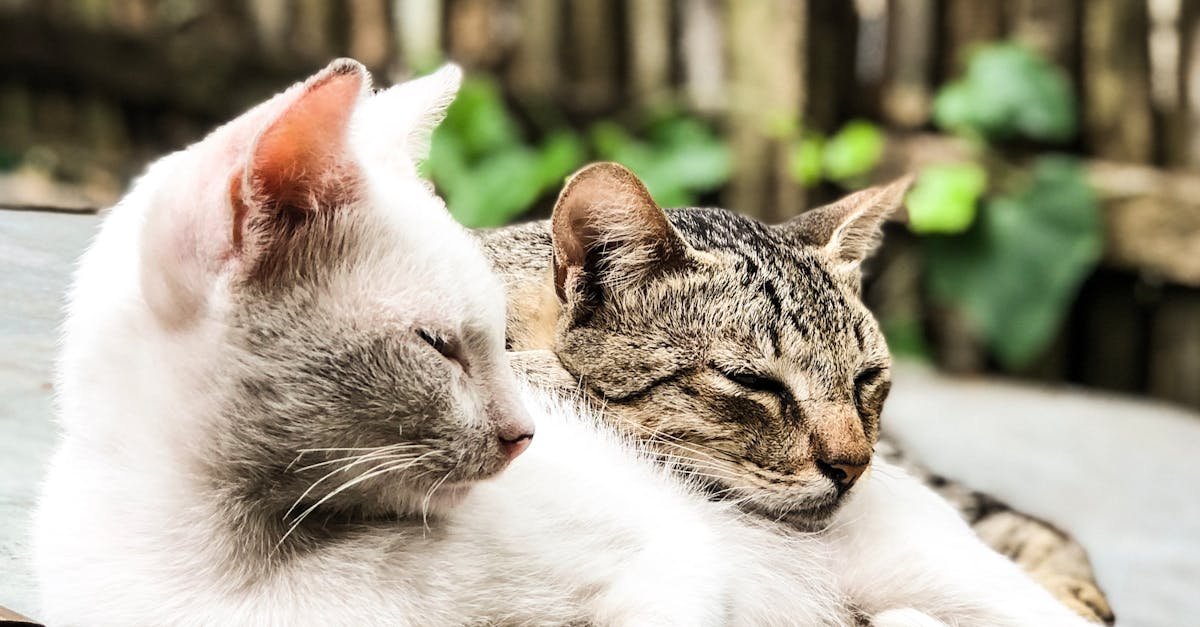 découvrez tout sur les chats : adorables compagnons, comportement, alimentation, soins et bien plus encore.