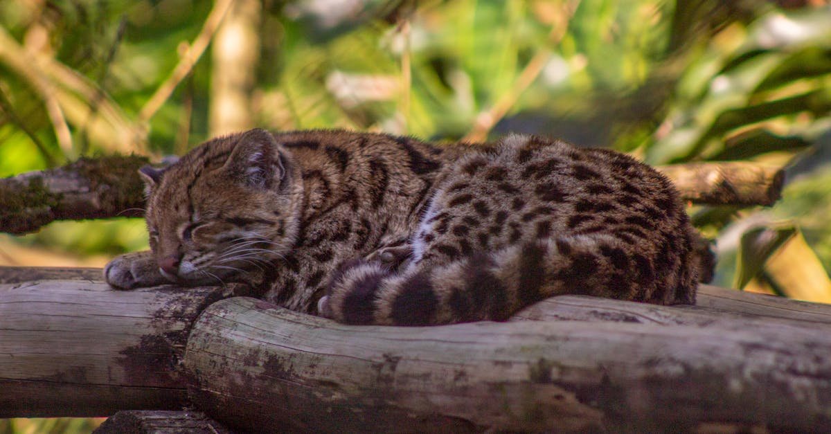 découvrez les races de chats exotiques et apprenez-en plus sur ces fascinants félins. trouvez des conseils pour choisir et prendre soin d'un chat exotique.