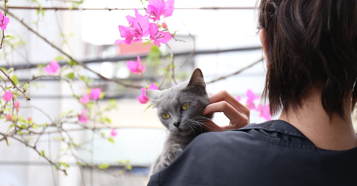 découvrez tout ce que vous devez savoir sur le chat de race russian blue : origine, caractéristiques, comportement et bien plus encore.