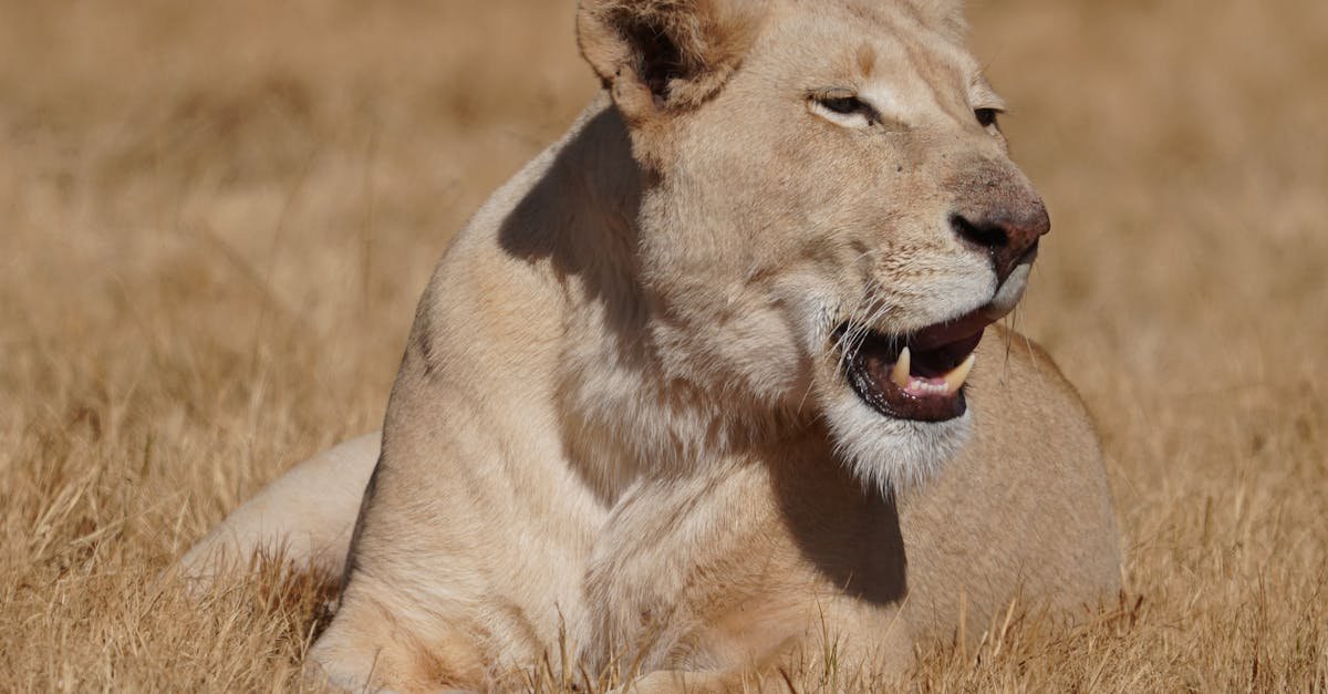 découvrez tout sur le serengeti cat, une race de chat élégante et joueuse originaire des états-unis, caractérisée par son pelage tacheté et sa personnalité sociable.