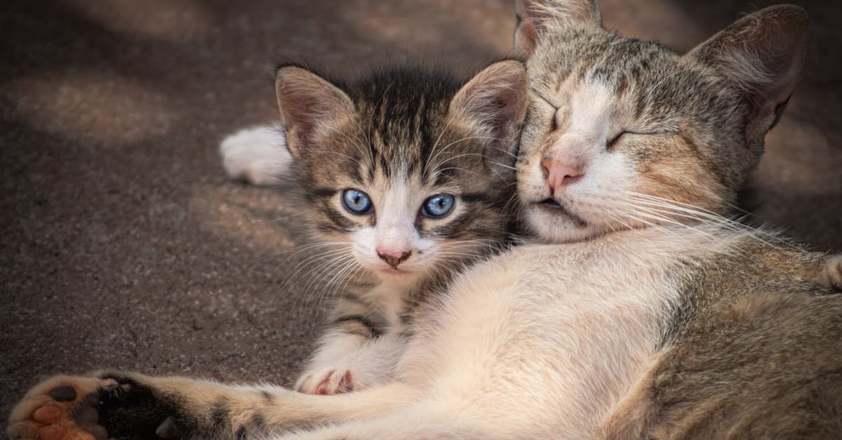 découvrez tout sur les chats siamois, une race élégante et intelligente connue pour son apparence distincte et son tempérament affectueux.