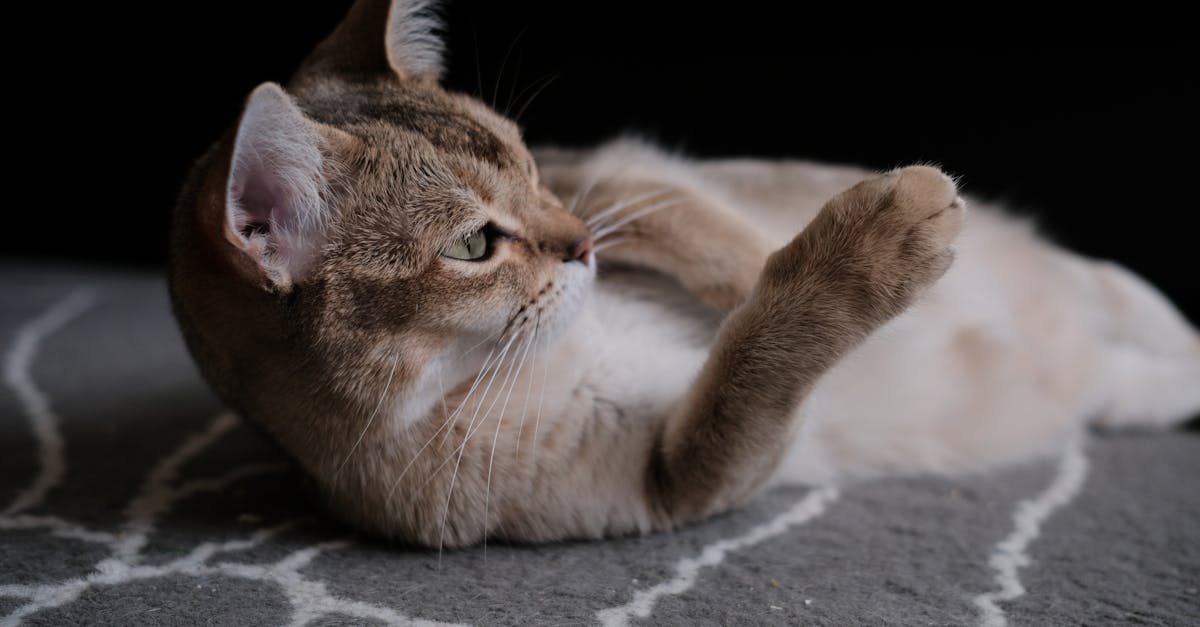 découvrez la race de chat burmilla, originaire du royaume-uni et caractérisée par son élégance, son pelage argenté et son tempérament doux et équilibré.