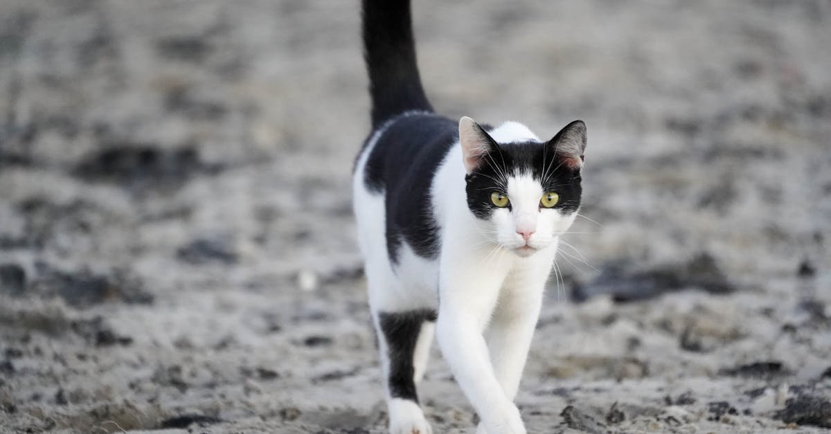 découvrez tout ce que vous devez savoir sur le chat fidjien, une race unique originaire des îles fidji. caractéristiques, comportement, soins et conseils d'éducation.