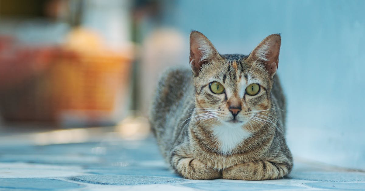 découvrez foldex cat, la référence en matière de soins et d'alimentation pour vos felins. retrouvez des produits de qualité et des conseils d'experts pour le bien-être de votre chat.