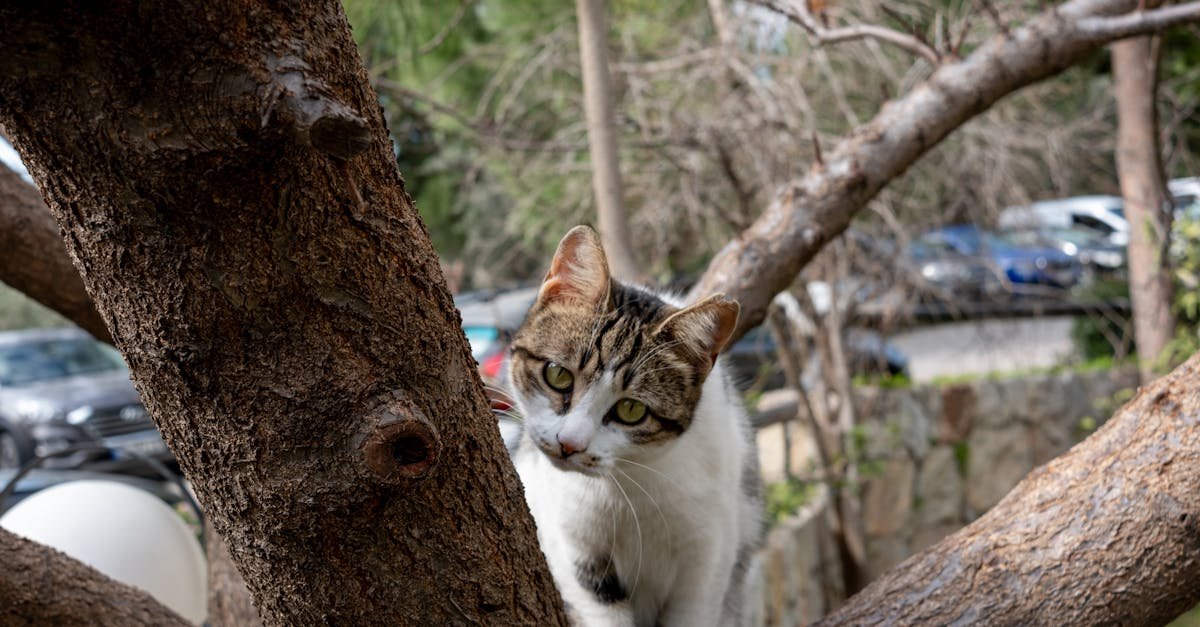 découvrez le khaomanee, une race de chat originaire de thaïlande connue pour sa magnifique fourrure blanche et ses yeux vairons, ainsi que son tempérament doux et joueur.