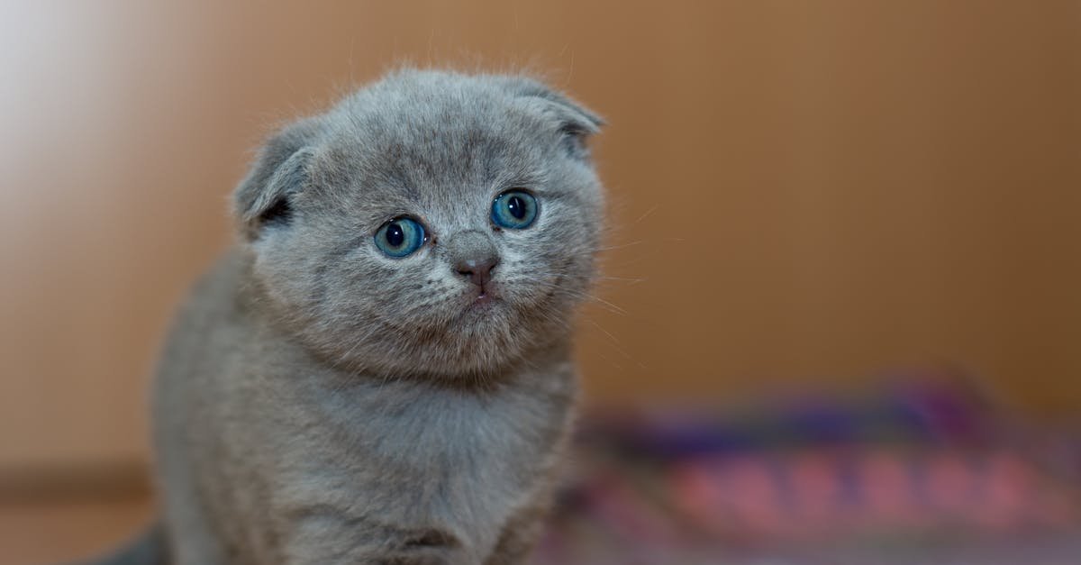 découvrez de magnifiques chatons dans notre collection de photos de chatons. trouvez votre prochain compagnon adorable parmi nos adorables chatons à adopter.