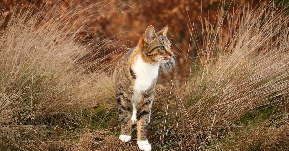 découvrez tout sur les félins sauvages avec wild cat, votre source d'informations sur les tigres, léopards, lions et autres grandes espèces félines.