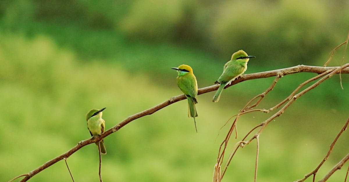 découvrez les efforts de conservation des félins sauvages à travers le monde pour préserver leur habitat et assurer leur survie. apprenez comment contribuer à la protection des chats sauvages et à la préservation de la biodiversité.