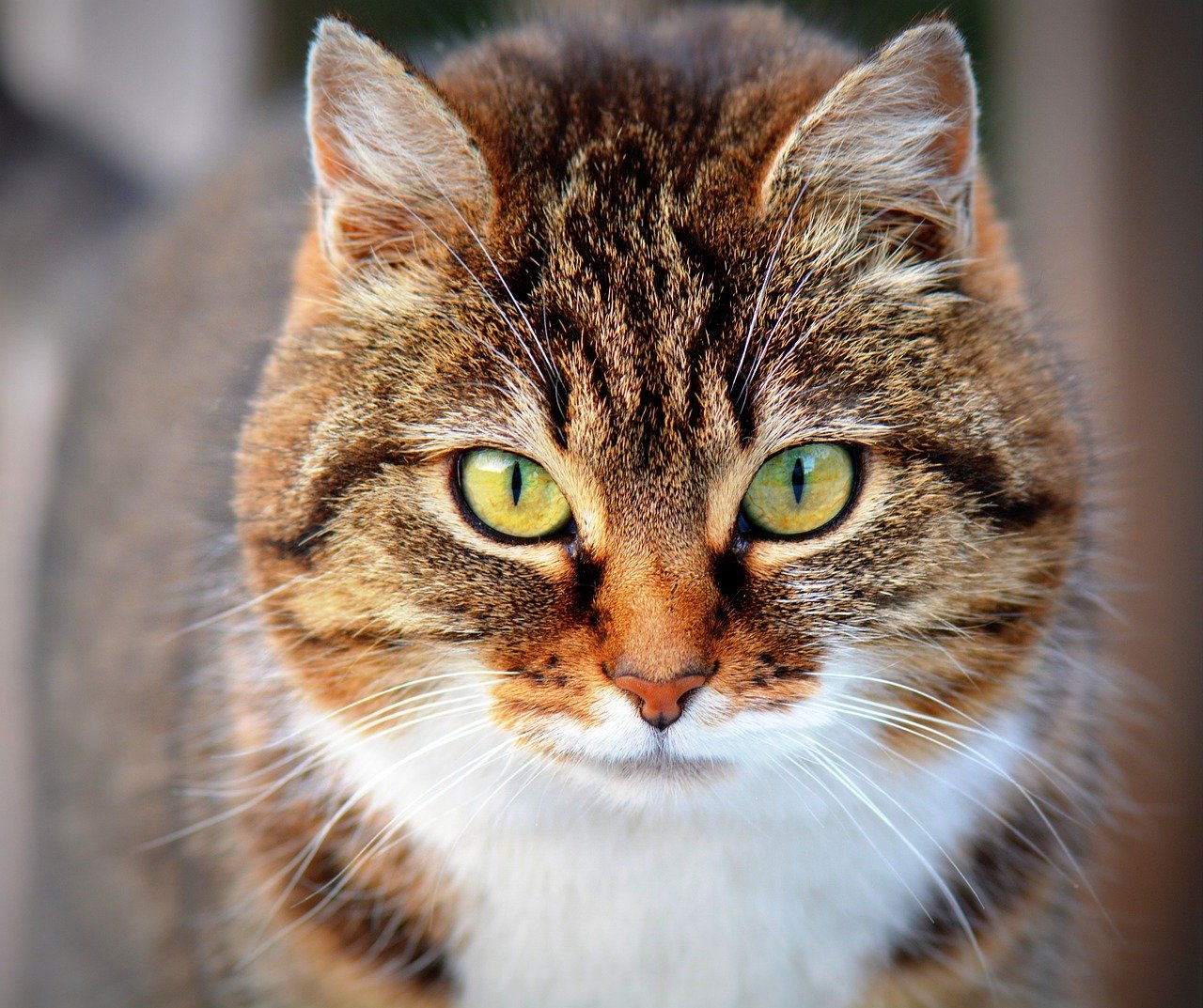 découvrez l'univers fascinant des chats : leurs comportements, soins, et conseils pour les adopter. explorez les différentes races, apprenez à mieux les comprendre et à favoriser leur bien-être au quotidien.