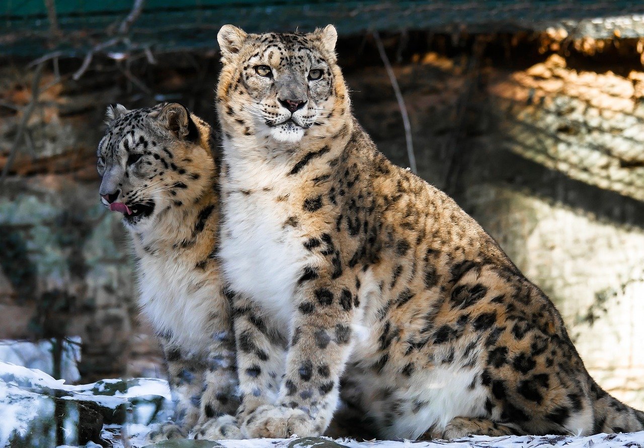 découvrez comment les chats perçoivent le monde qui les entoure, en explorant leurs sens aiguisés, leur comportement unique et leur façon d'interagir avec leur environnement. plongez dans l'univers fascinant de la perception féline.