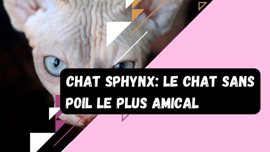 le chat sphynx