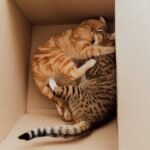 Chats et les boites