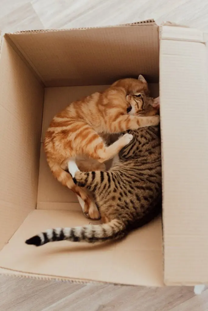 Chats et les boites