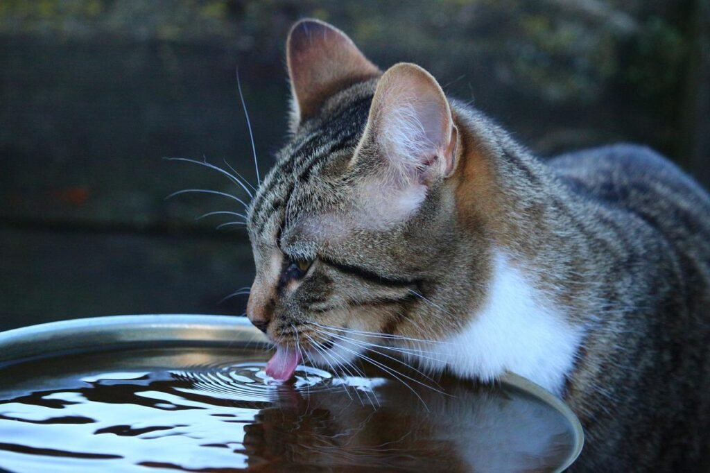 eau et chat