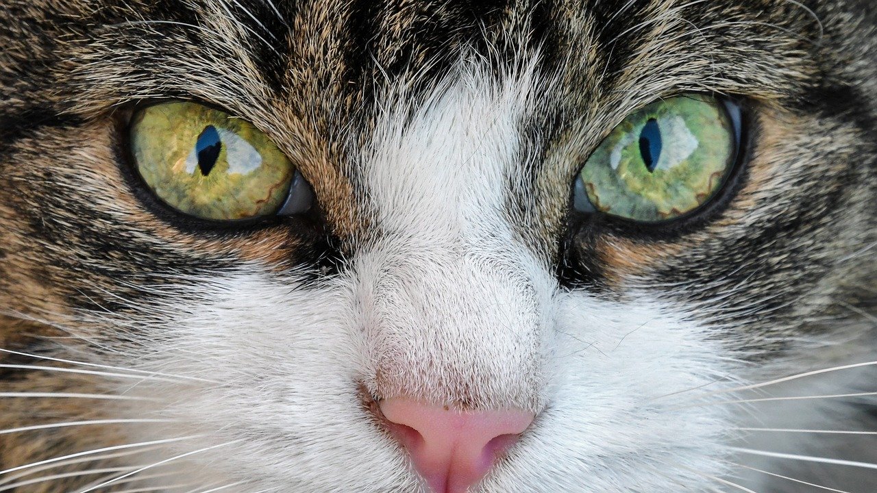 Infections oculaires du chat: Causes et traitements