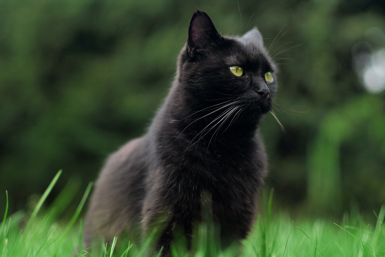 Comment ne plus avoir peur des chats noirs?