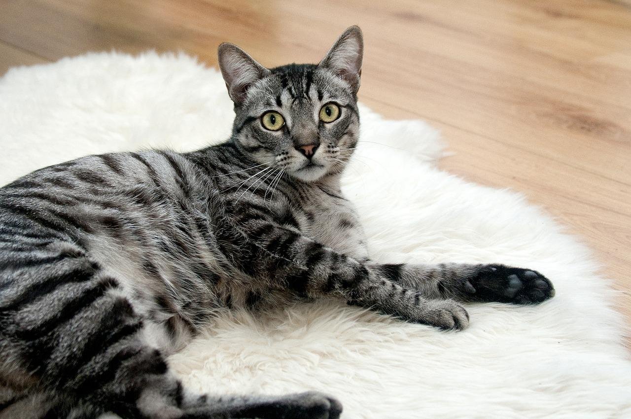 Comment choisir le meilleur tapis de litière pour votre chat?