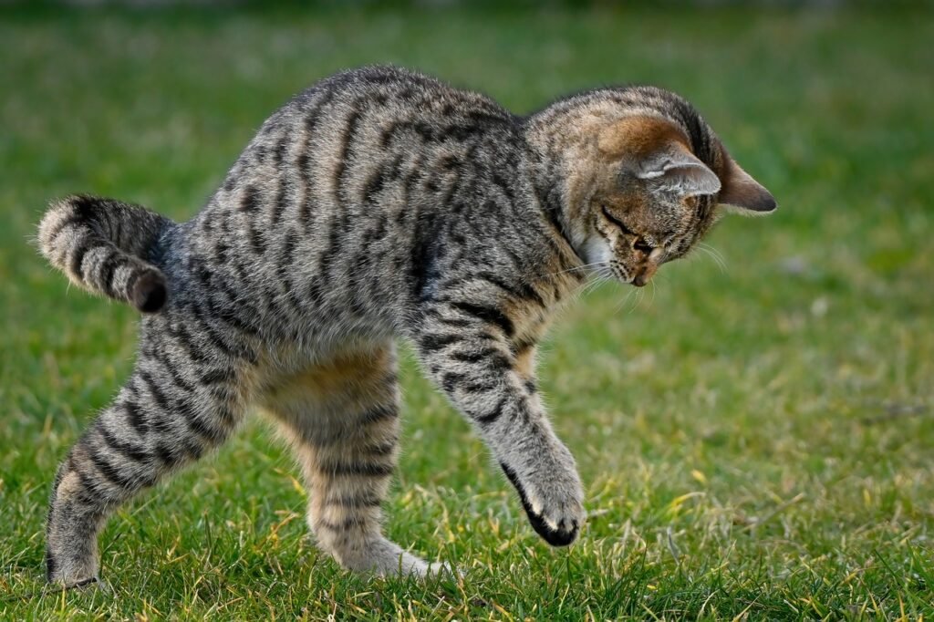 Pourquoi les chats sont aussi agiles?
