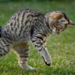 Pourquoi les chats sont aussi agiles?