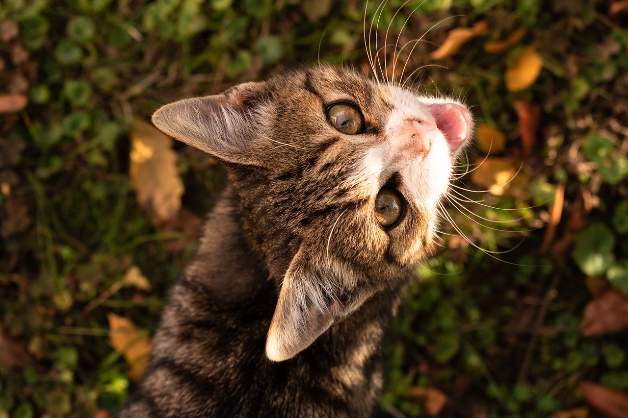 Un chat perché sur une falaise à Sète suscite l’étonnement des habitants