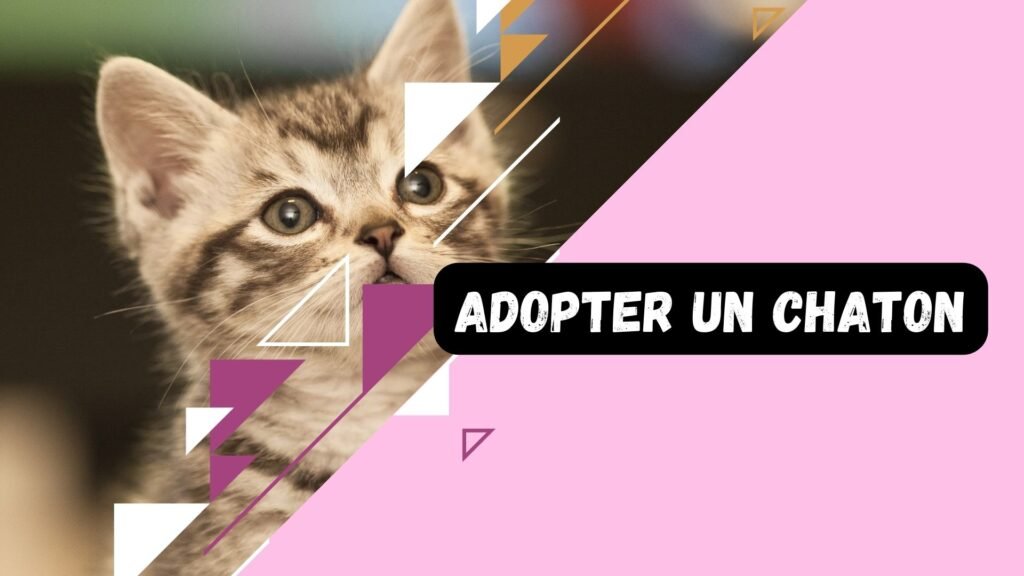 Adopter un chaton le guide ultime