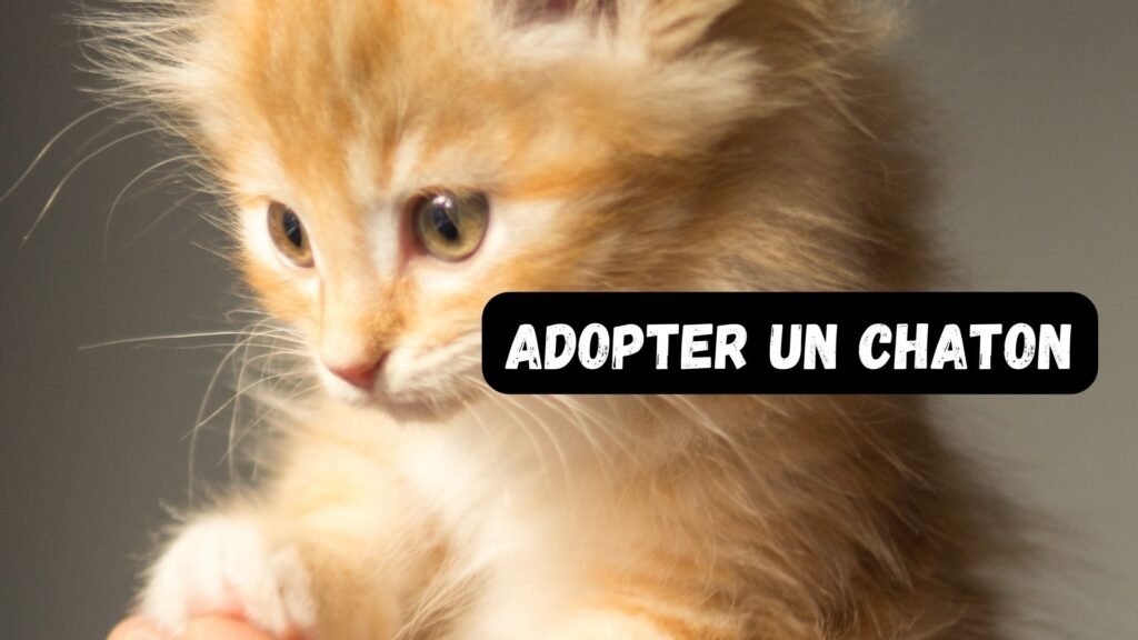 Adopter un chat