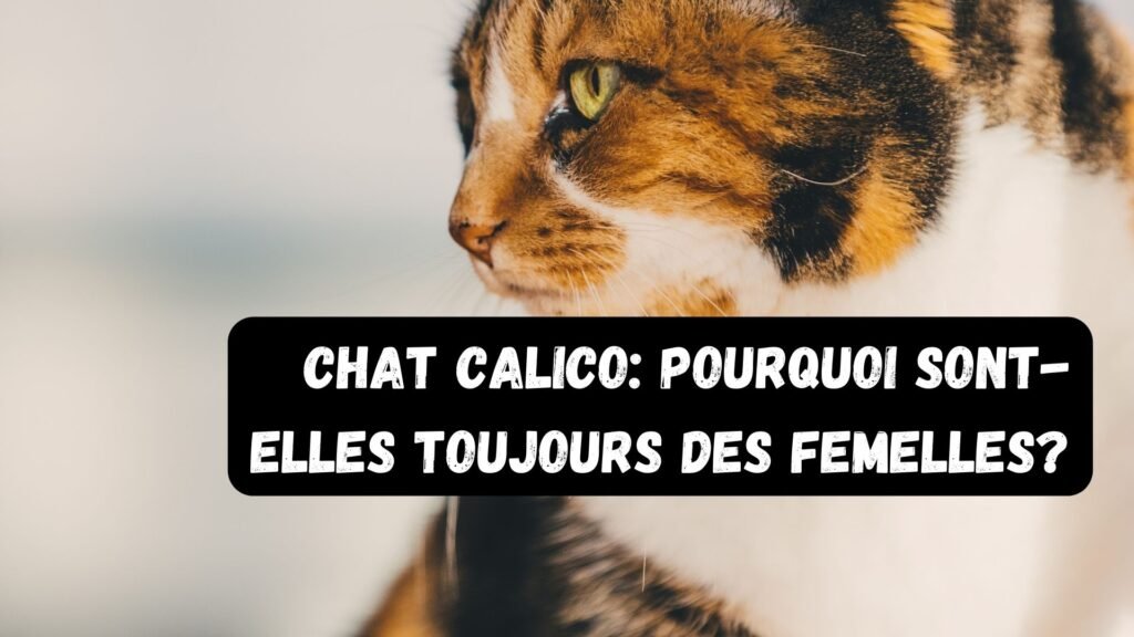 Chat Calico: Pourquoi sont-elles toujours des femelles?