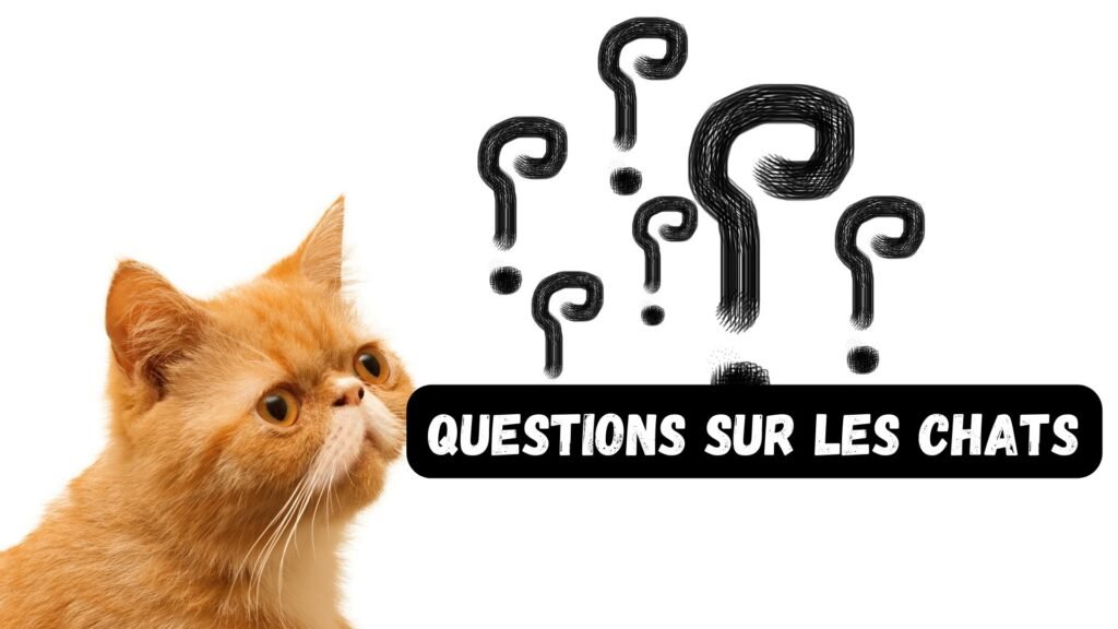 Questions sur les chats