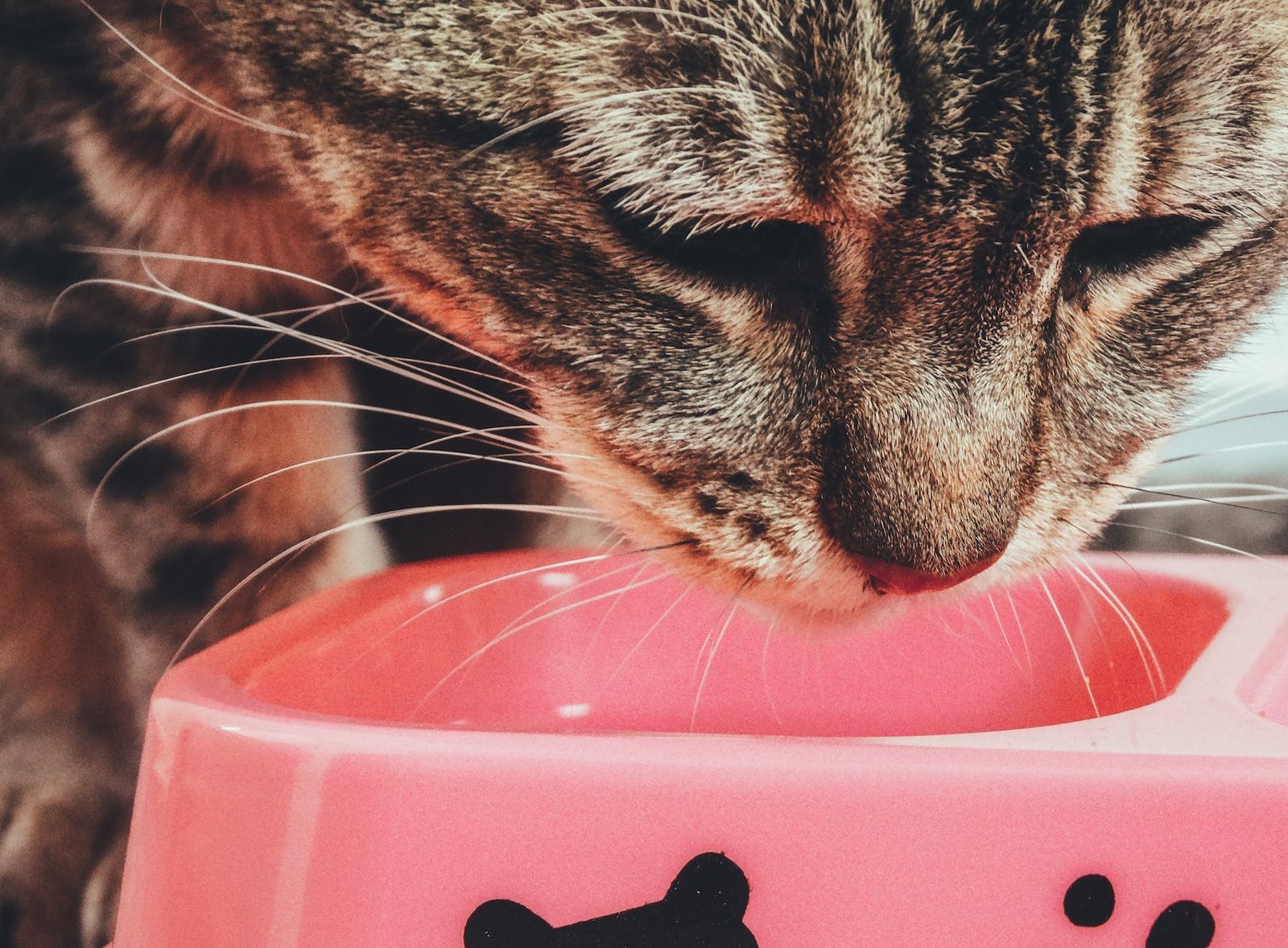un chat qui mange dans une gamelle rose des croquettes sans céréale