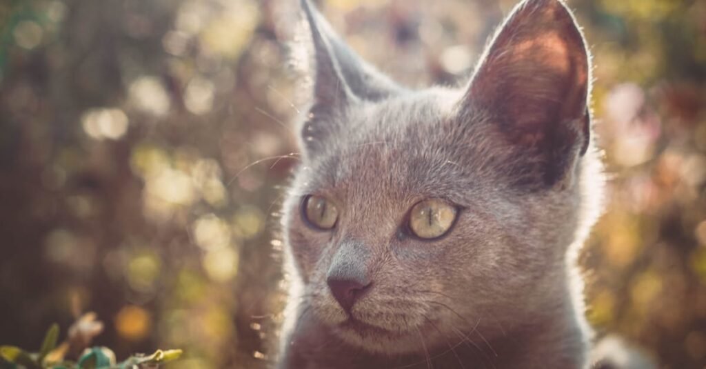découvrez tout ce que vous devez savoir sur le chat de race russian blue, de son origine à son caractère, en passant par ses caractéristiques physiques distinctives.