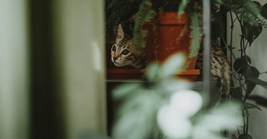 découvrez tout sur le lykoi cat, une race de chat fascinante avec un pelage unique et un comportement mystérieux. origines, caractéristiques et conseils pour élever ce félin énigmatique.