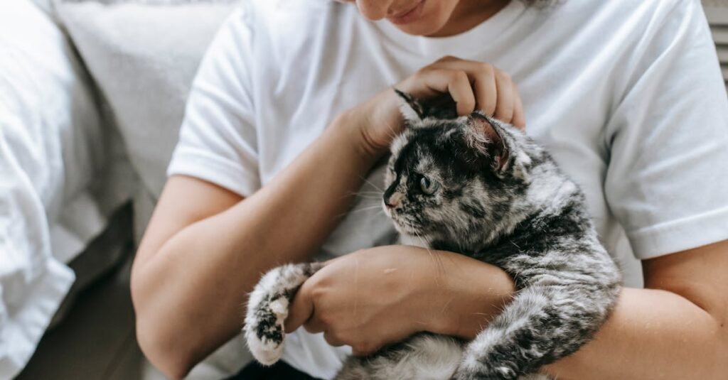 jouez avec votre chat et renforcez votre lien affectif grâce à nos conseils et astuces pour des moments de complicité inoubliables.