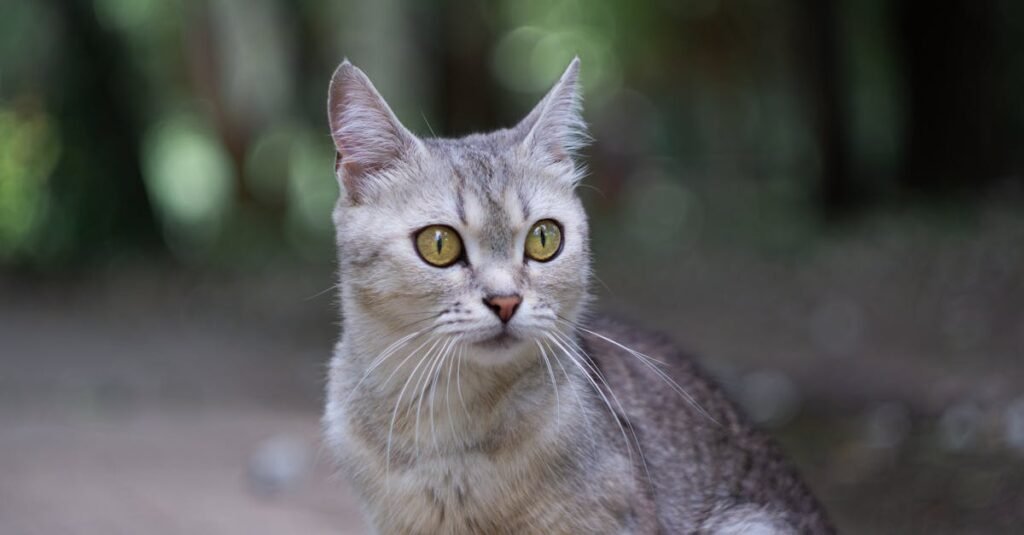découvrez tout sur la race de chat burmilla, son histoire, ses caractéristiques et son tempérament doux et sociable.