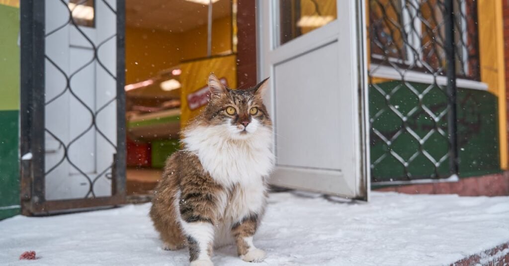 découvrez les merveilleux chats des neiges d'alaska, une race unique et fascinante à la fourrure épaisse et aux yeux perçants.