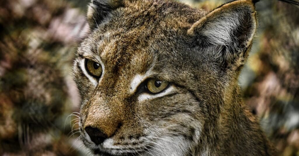 découvrez tout sur le wildcat, un félin sauvage au comportement fascinant et à l'habitat diversifié. apprenez-en davantage sur ses habitudes alimentaires, son mode de vie et son rôle crucial dans l'écosystème.