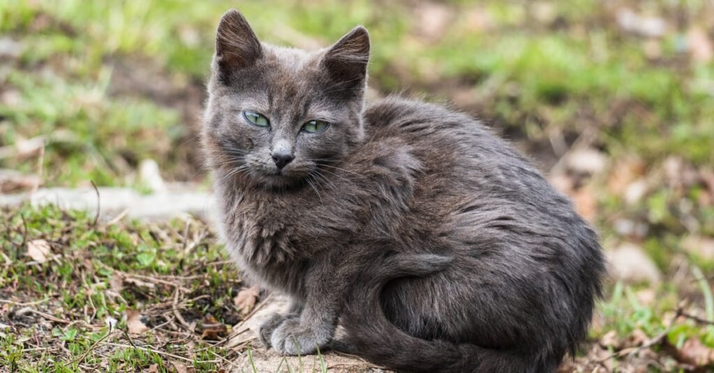découvrez la race de chat nebelung, originaire de russie, connue pour son pelage long et soyeux et son tempérament doux et attachant.