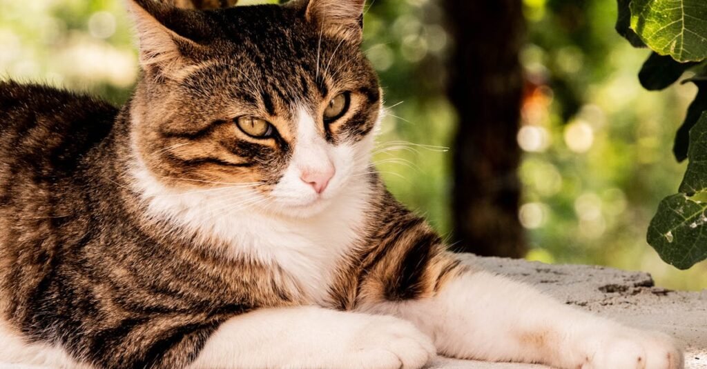 découvrez les caractéristiques fascinantes de l'aegean cat, une race de chat originaire des îles grecques, connue pour sa beauté et son caractère charmant.