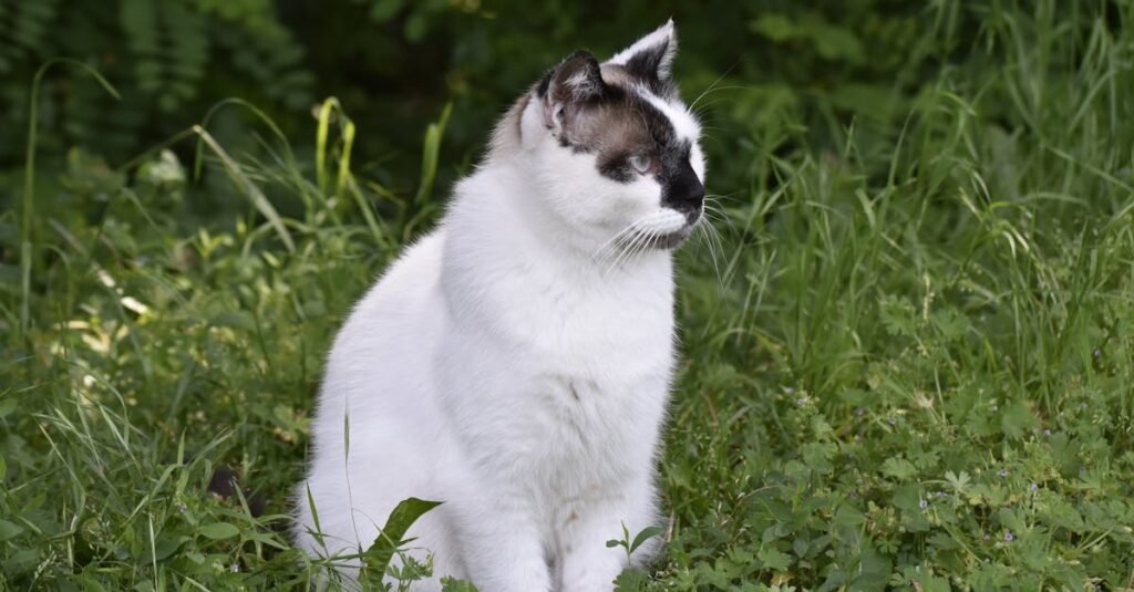 découvrez le chausie, un chat élégant et intelligent aux origines fascinantes. apprenez-en davantage sur cette race de chat méconnue et ses caractéristiques uniques.