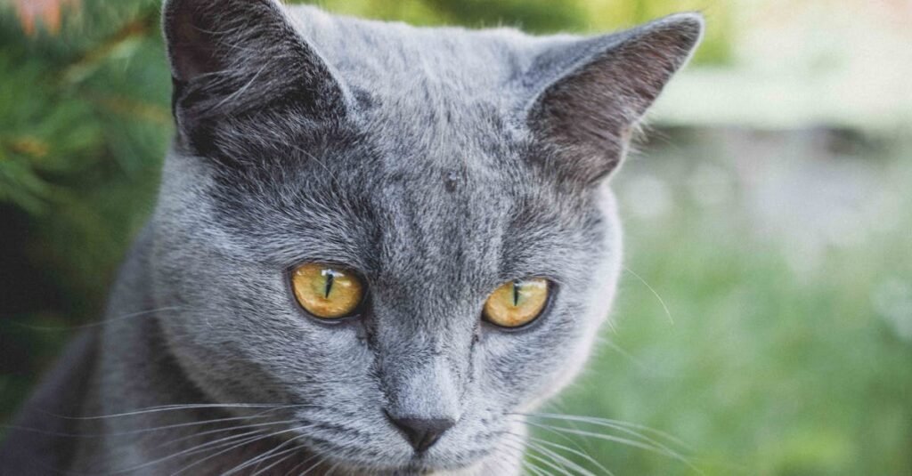découvrez tout sur le colorpoint shorthair, une race de chat élégante et athlétique, réputée pour son pelage coloré et son tempérament joueur.