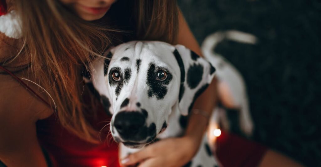 découvrez tout sur les dalmatiens, une race de chiens élégants et énergiques. originaire de croatie, le dalmatien est réputé pour ses taches distinctives et son tempérament amical. apprenez-en plus sur cette merveilleuse race !
