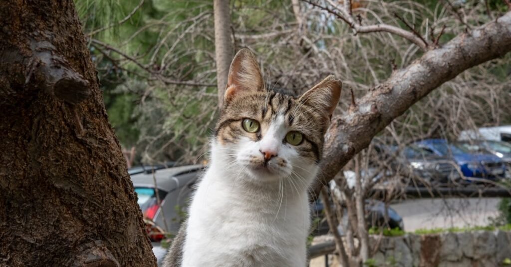 découvrez tout sur le donskoy, un chat sans poil originaire de russie : caractéristiques physiques, tempérament et conseils de soins.